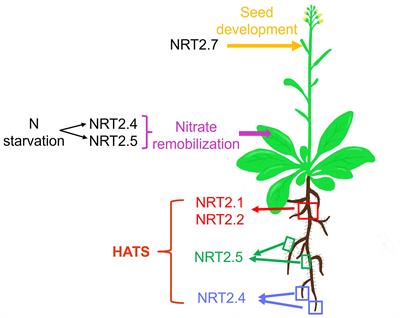 Functional analyses of the NRT2 family of nitrate transporters in Arabidopsis